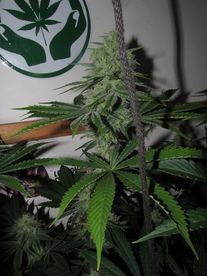 42days bloom (7)