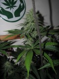 42days bloom (7)