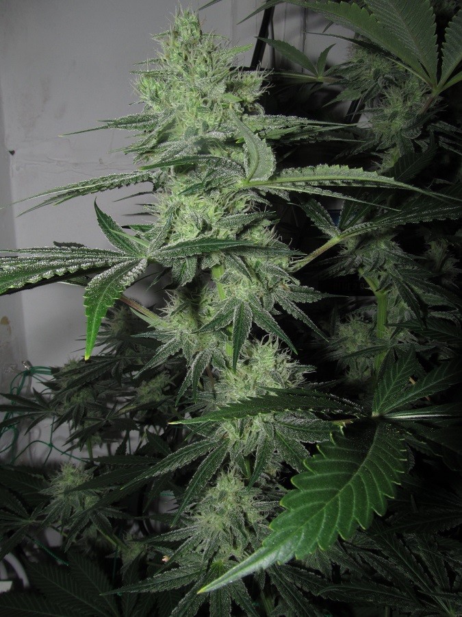 42days bloom (9)