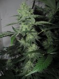 42days bloom (9)