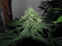42days bloom (10)