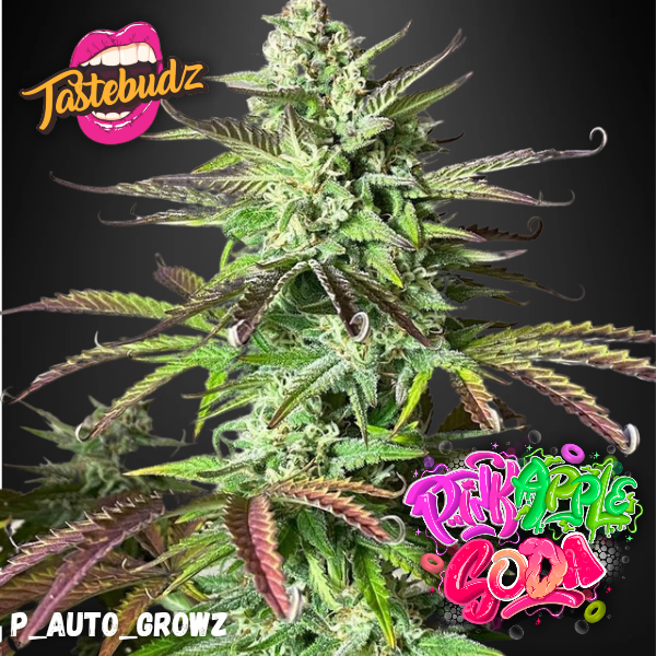 Pink Apple Soda Auto