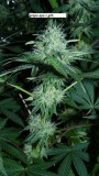 drobes 15 12 23 037