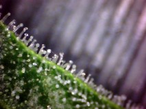 48days bloom (2)