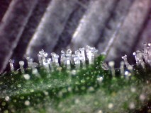 48days bloom (5)