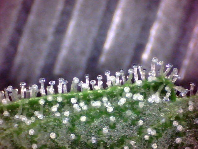 48days bloom (6)