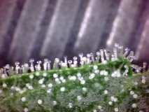 48days bloom (6)