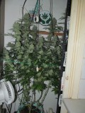 49DAYS BLOOM (1)