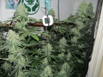 49DAYS BLOOM (3)