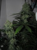 49DAYS BLOOM (5)