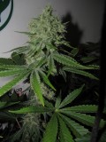 49DAYS BLOOM (6)