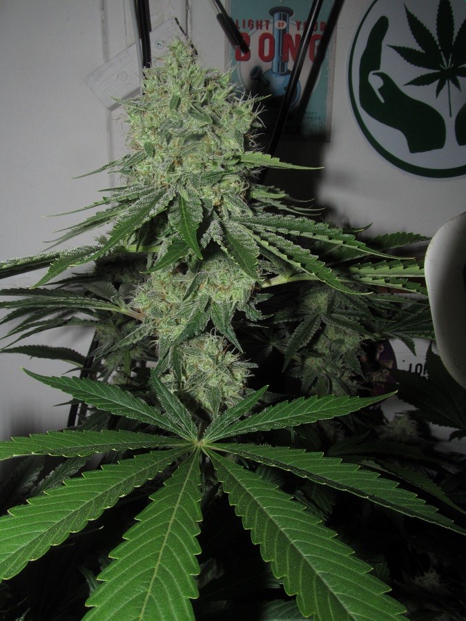 49DAYS BLOOM (7)