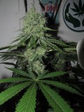 49DAYS BLOOM (7)