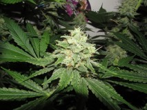 49DAYS BLOOM (8)