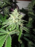 49DAYS BLOOM (11)