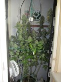 56 days bloom (1)