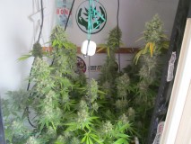 56 days bloom (3)