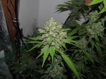 56 days bloom (4)