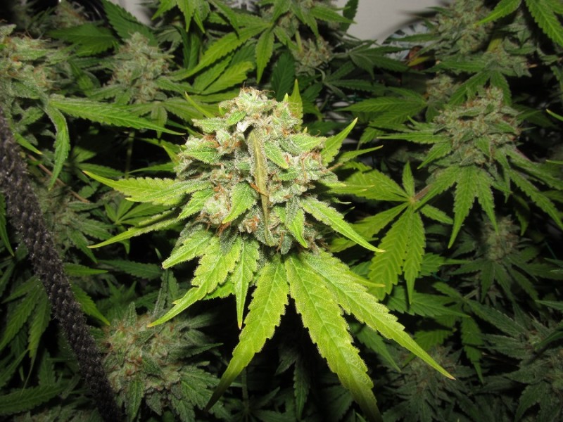 56 days bloom (6)