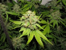 56 days bloom (6)