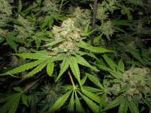 56 days bloom (7)