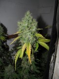56 days bloom (8)