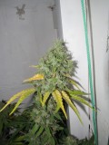 56 days bloom (10)