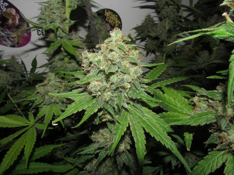 56 days bloom (11)