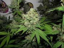 56 days bloom (11)