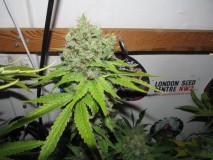 56 days bloom (12)