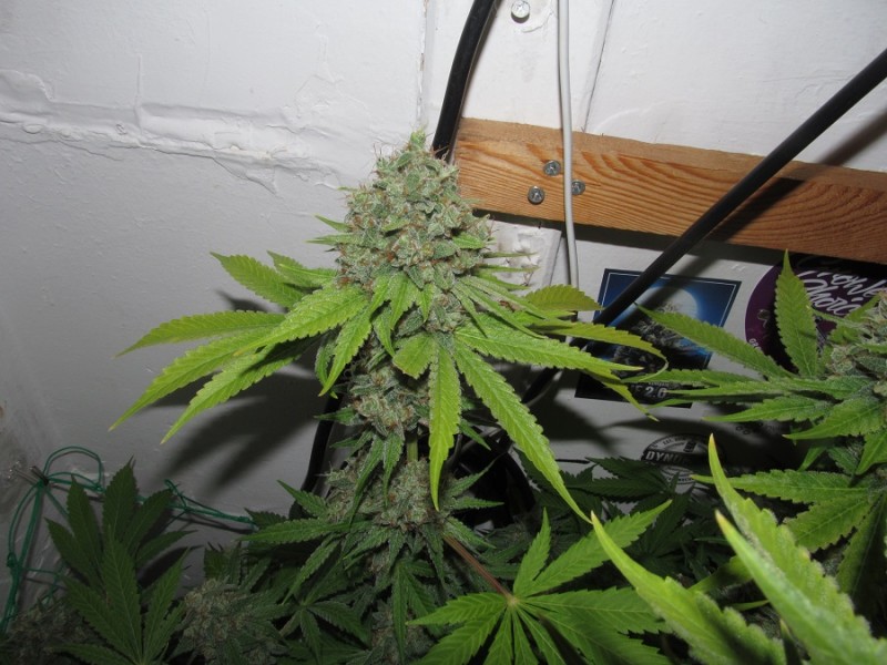 56 days bloom (13)