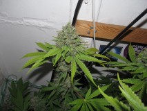 56 days bloom (13)