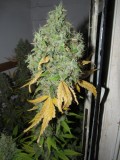 59days bloom (4)