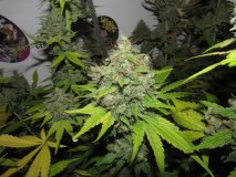 59days bloom (7)