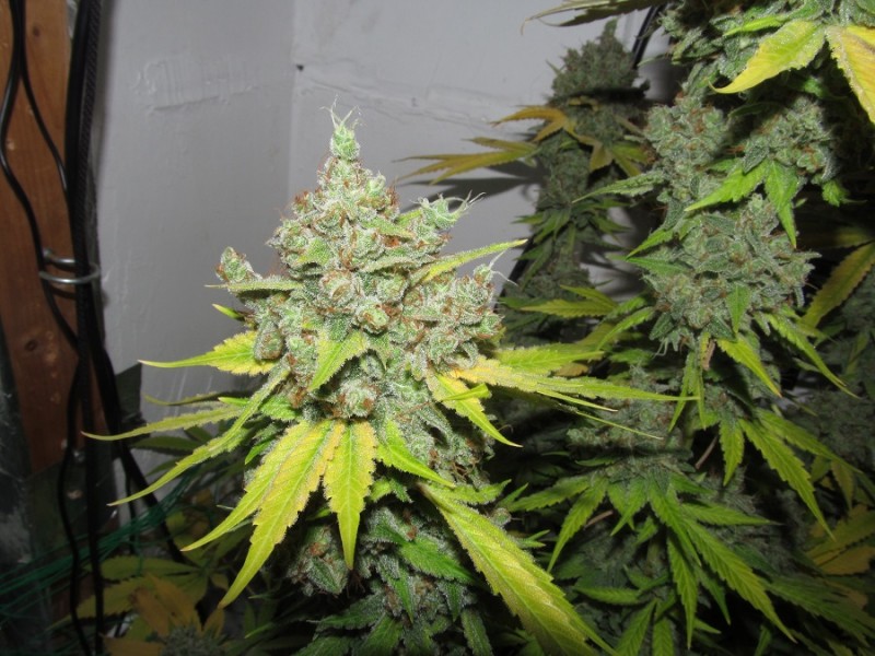59days bloom (9)