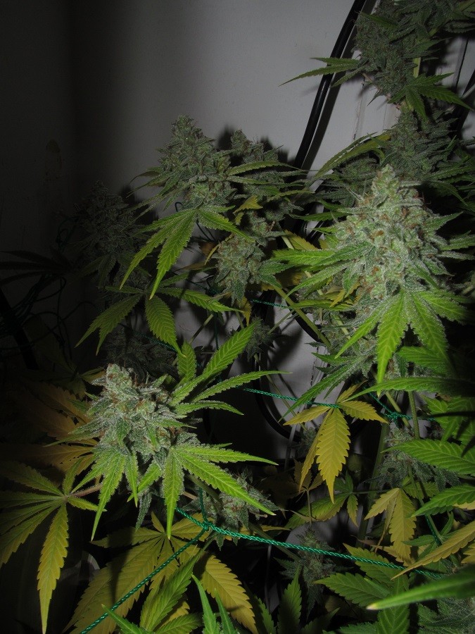 59days bloom (10)