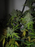 59days bloom (10)