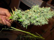 61 days bloom (3)
