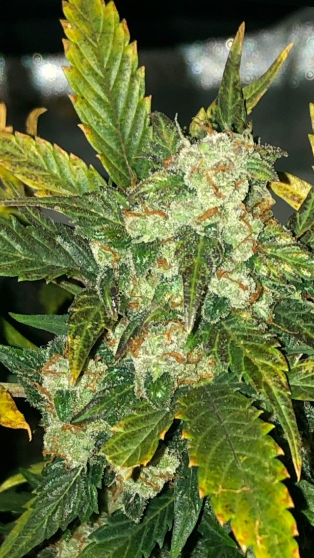 040E3BF7-0327-4443-86F8-0872E40C17A6