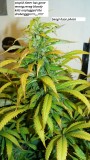 drobes 05 01 24 011