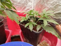 IMG_20240107_095311