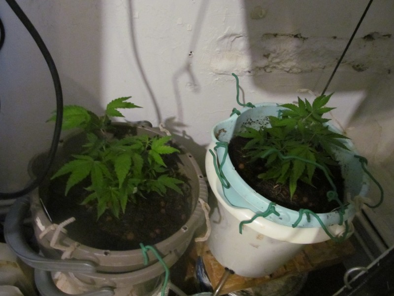 veg week 1 (2)