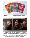 Taste-Budz / Tastebudz Genetics