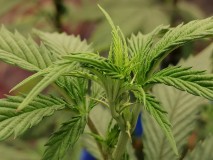 IMG_20240121_231642