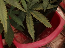 IMG_20240122_180346