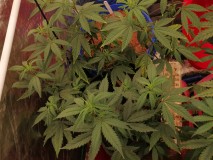 IMG_20240122_180354