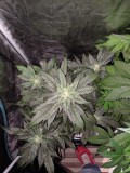 IMG_20190904_164315