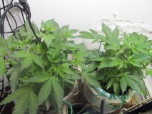 veg (1)
