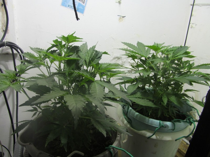 veg (2)