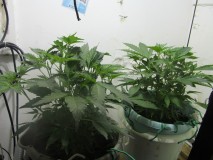 veg (2)
